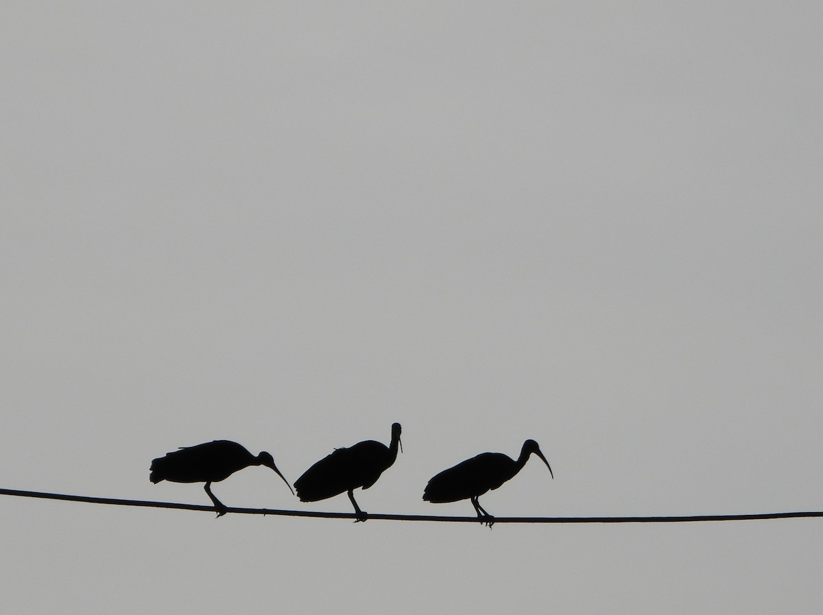 Ibis Afeitado - ML643783533