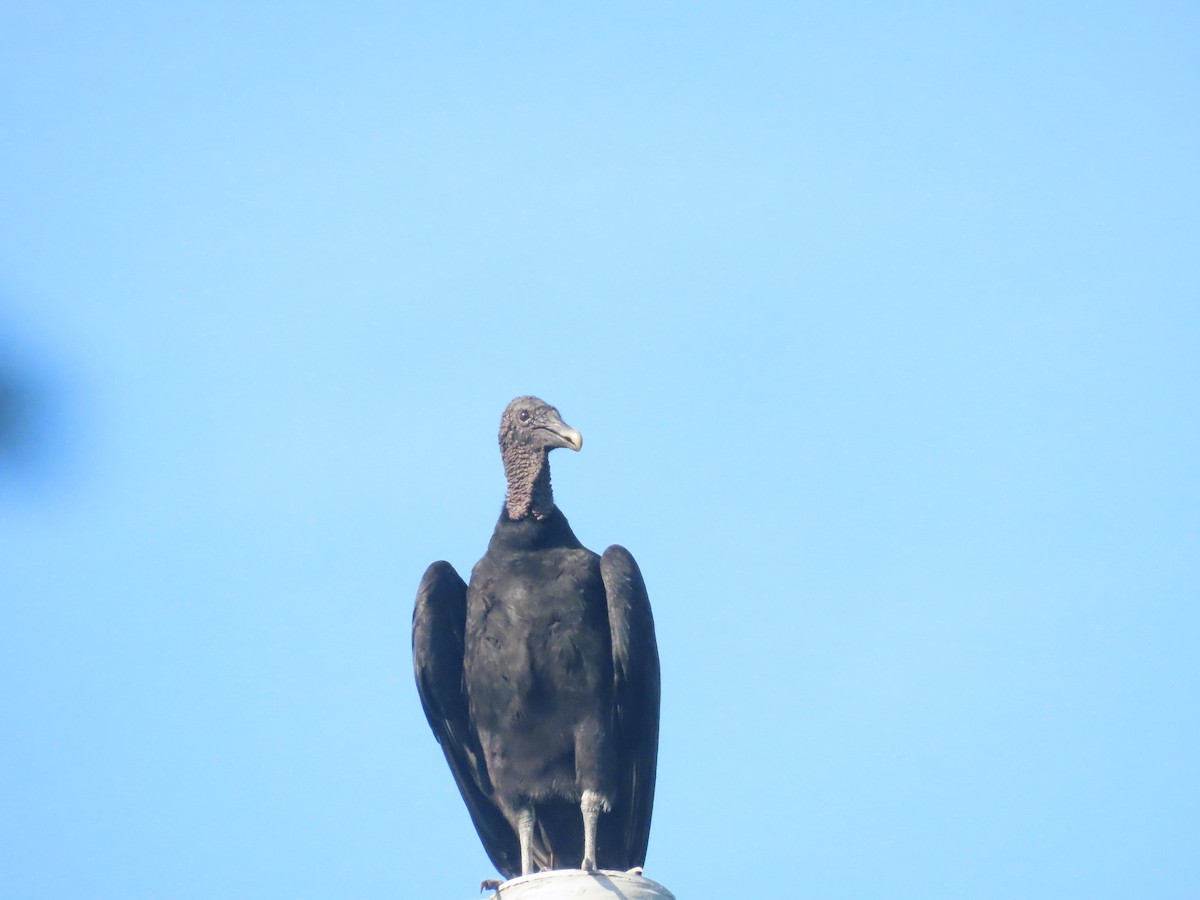 Black Vulture - ML643783535