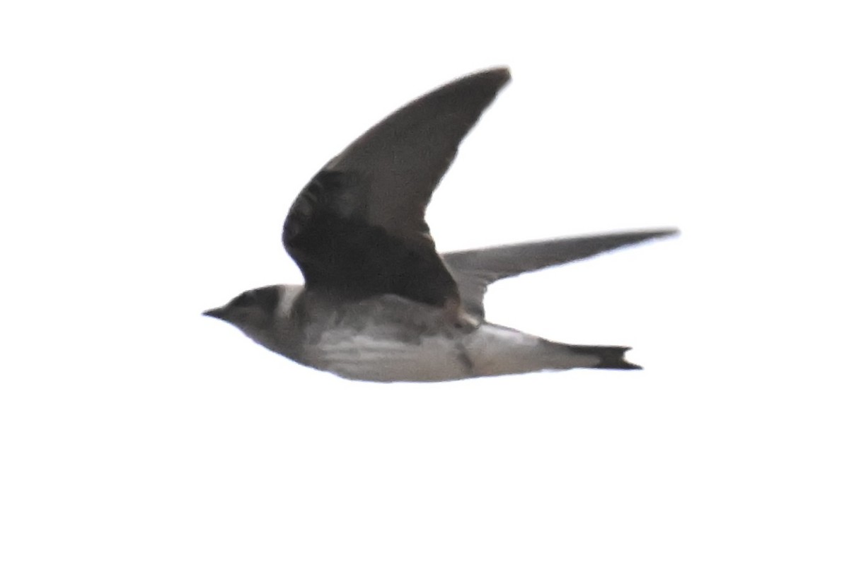 Purple Martin - ML643783537