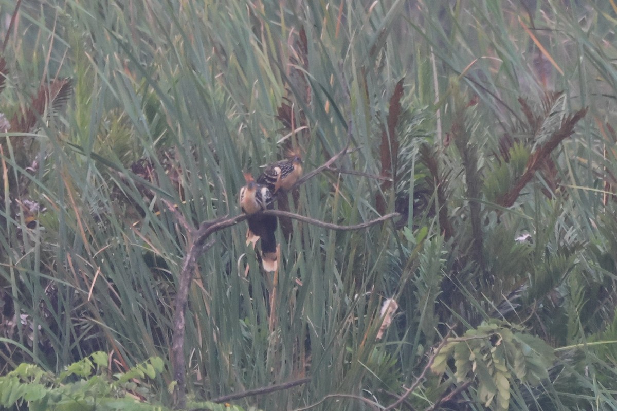 Hoatzin - ML643783538