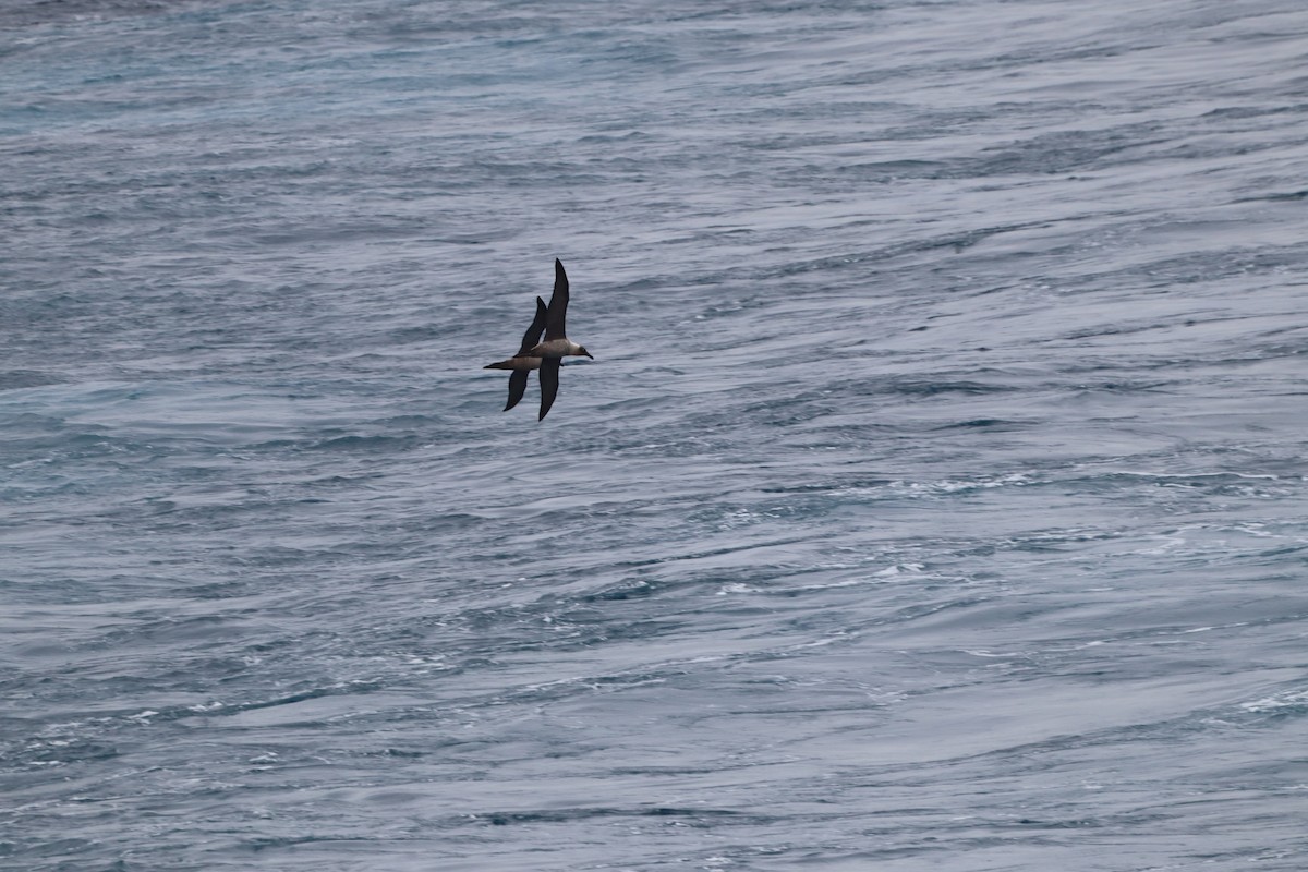 Albatros fuligineux - ML643783551