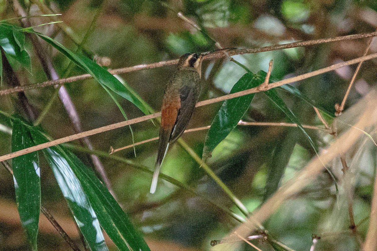Planalto Hermit - ML643783563