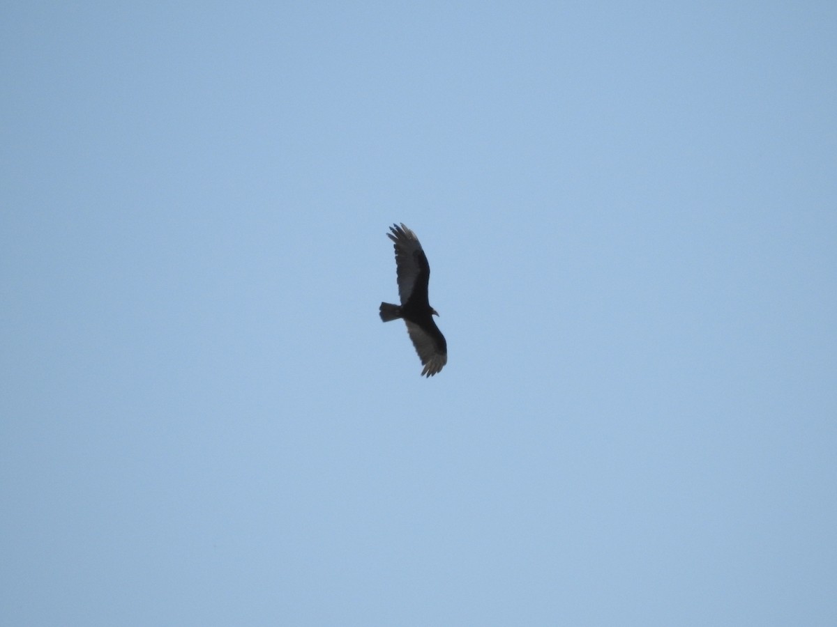 Lesser Yellow-headed Vulture - ML643783565