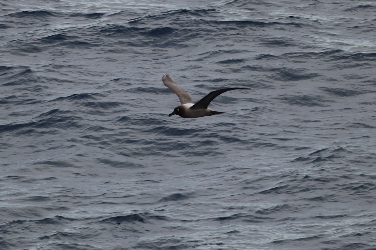 Albatros fuligineux - ML643783571