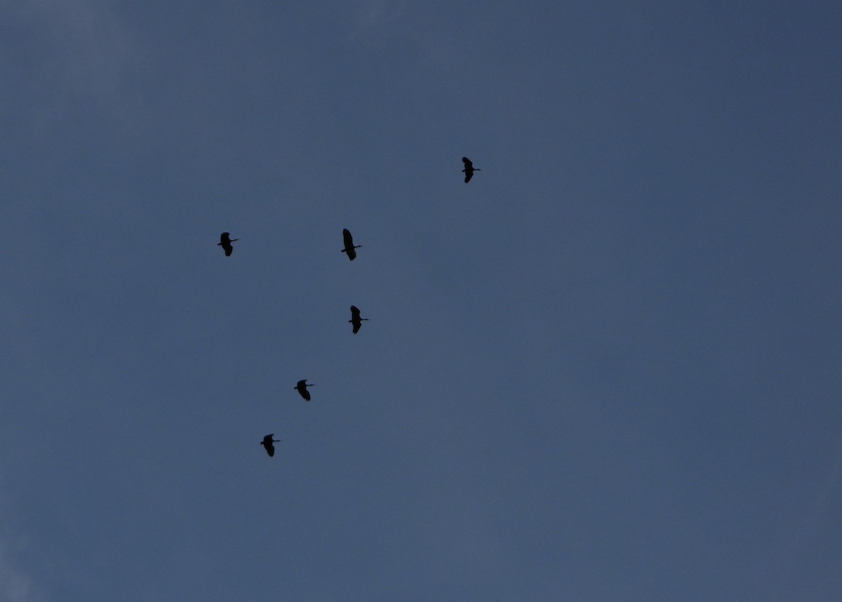 Ibis Afeitado - ML643783572