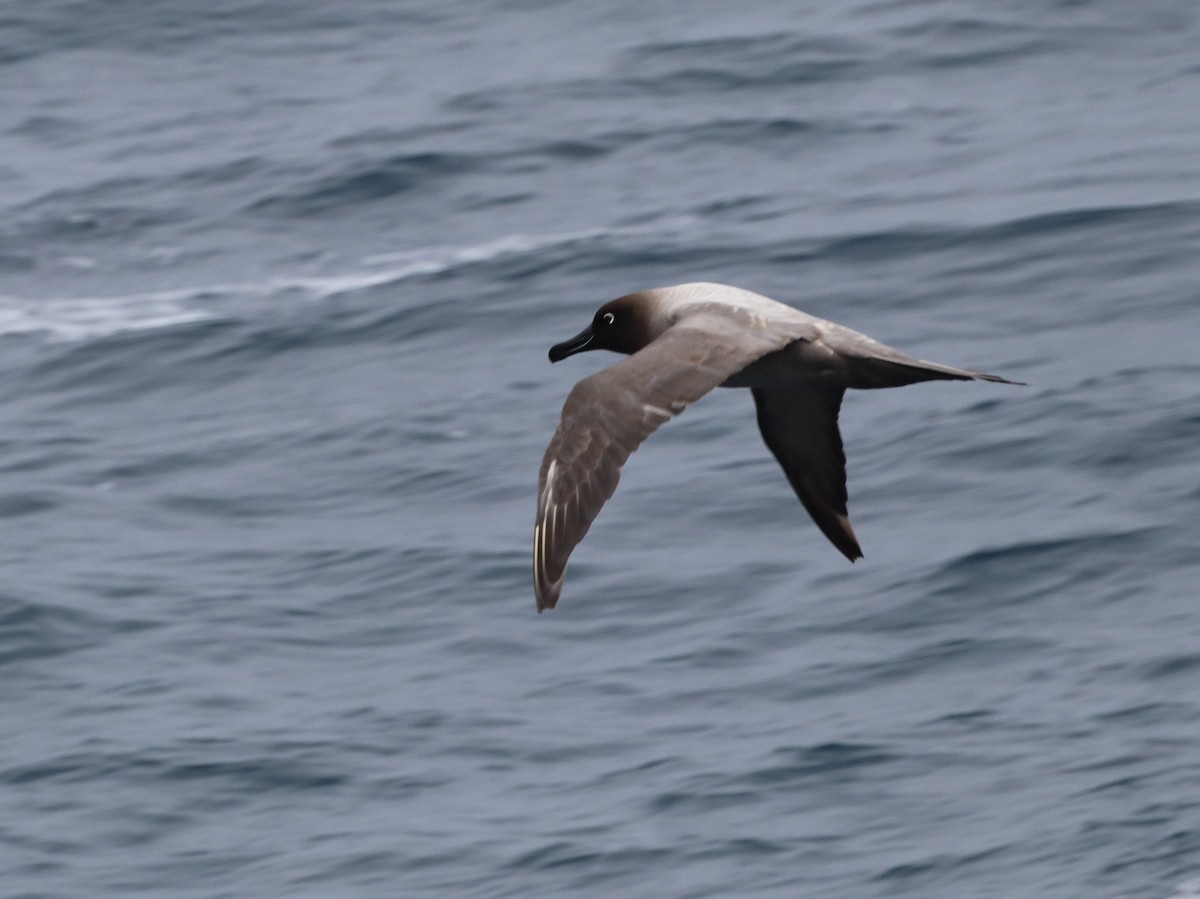 Albatros fuligineux - ML643783576