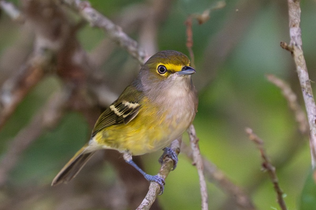 Weißaugenvireo - ML643783577