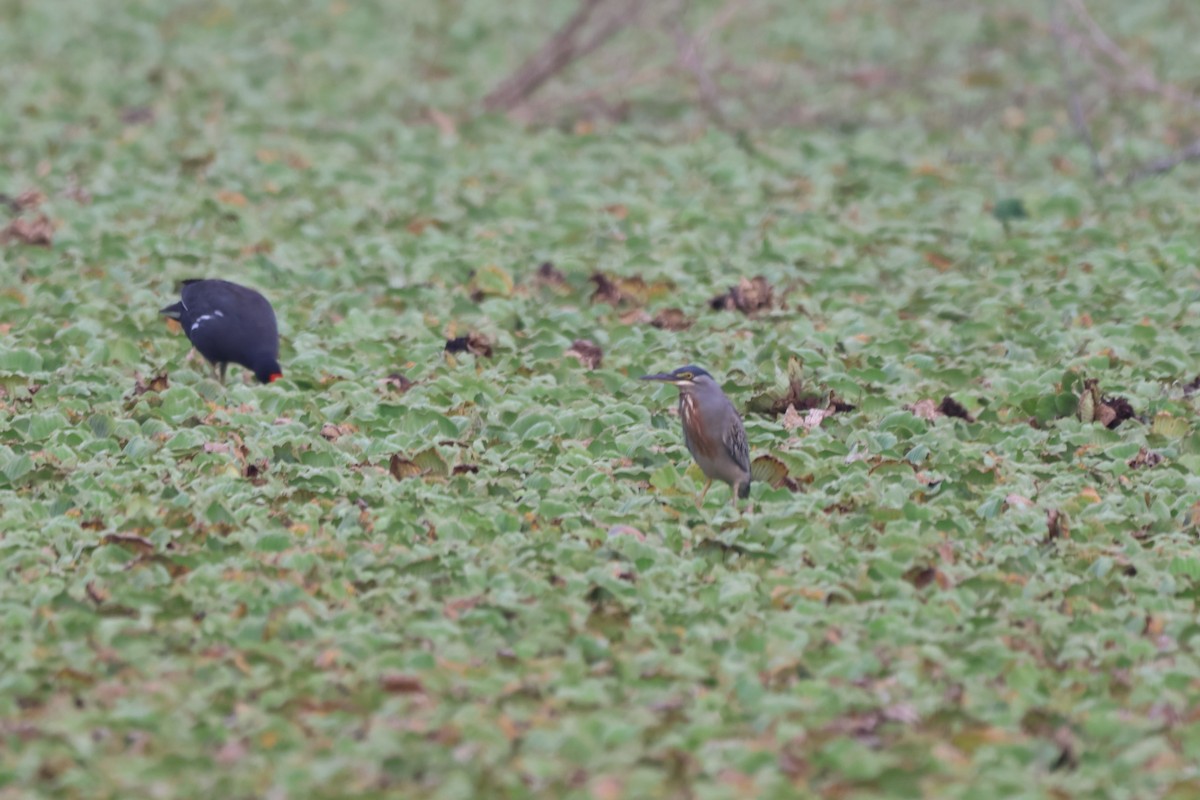 Striated Heron (South American) - ML643783582
