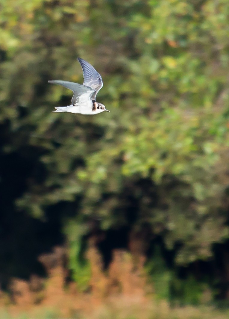 Black Tern - Carole Rose