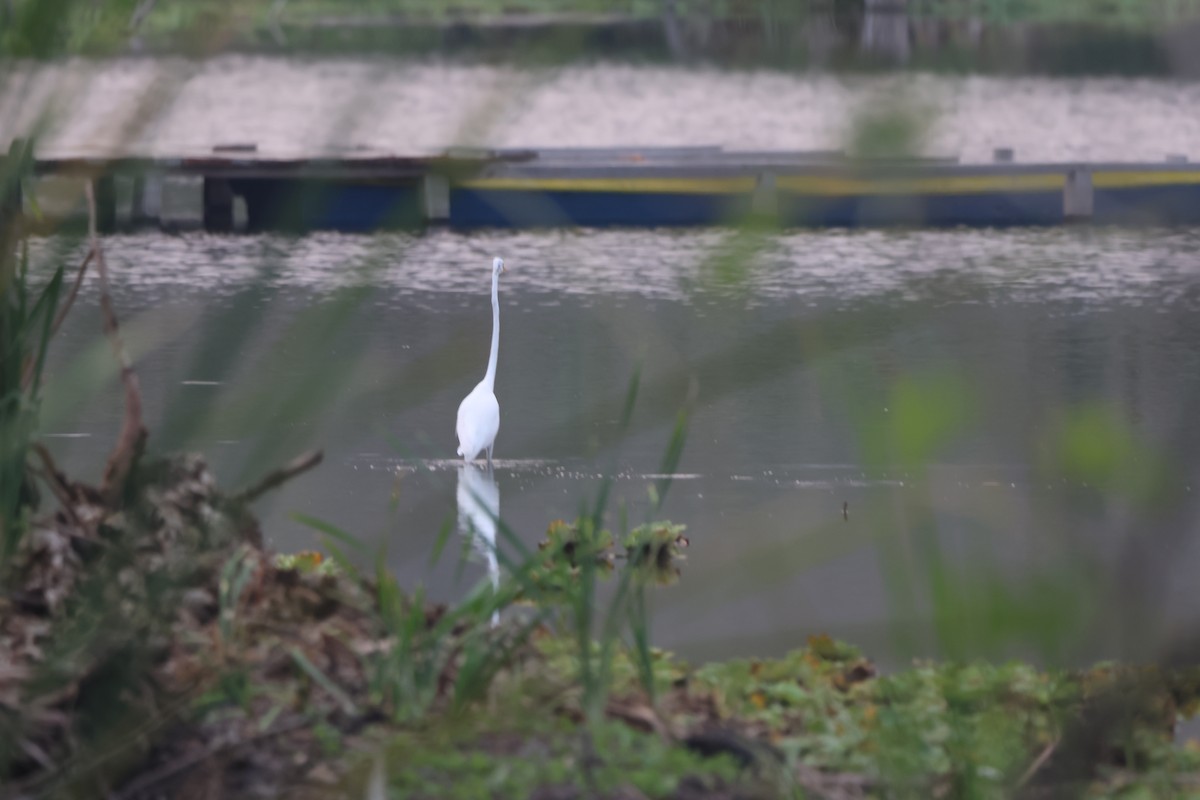 Great Egret - ML643783619