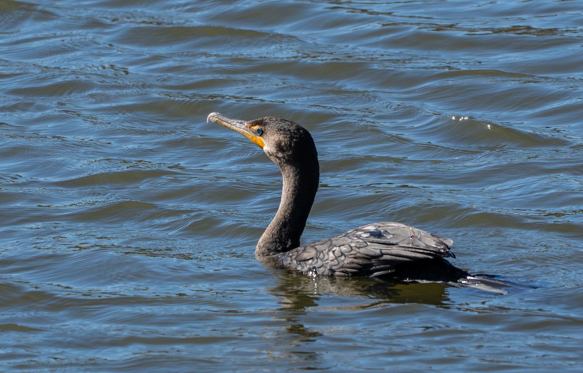 Double-crested Cormorant - ML643783634