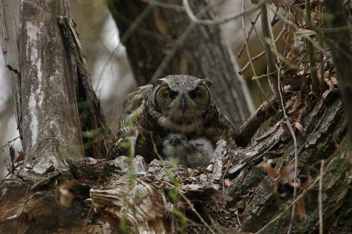 Great Horned Owl - ML643783640