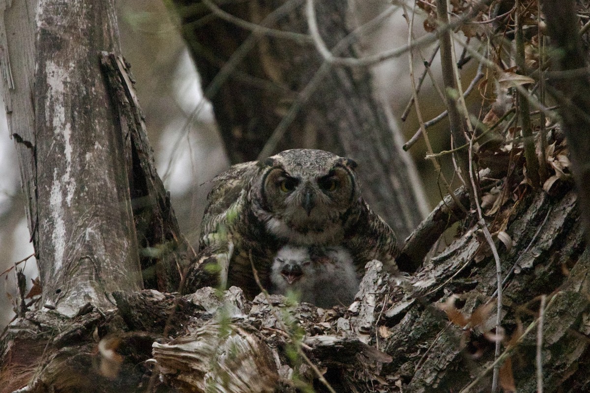 Great Horned Owl - ML643783641