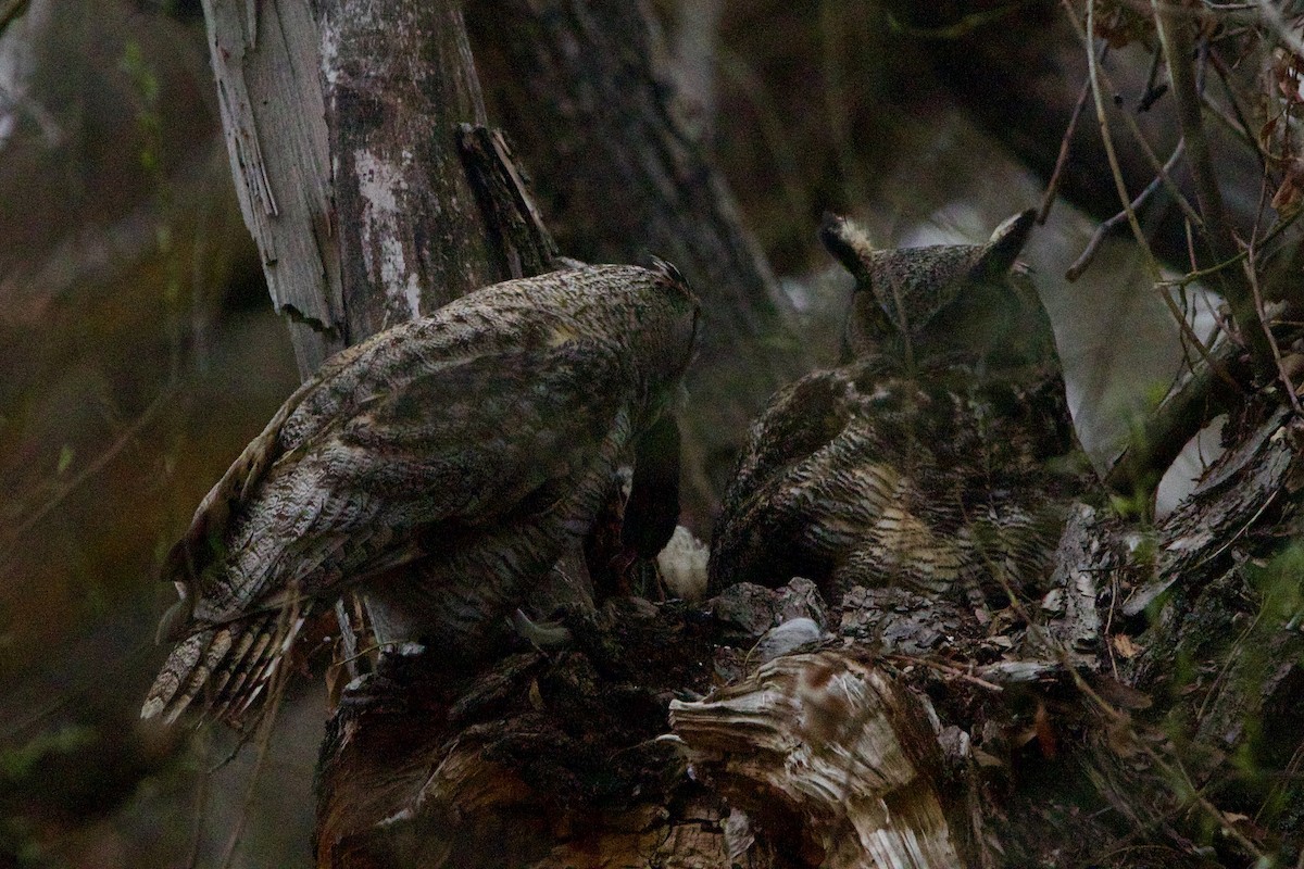 Great Horned Owl - ML643783643