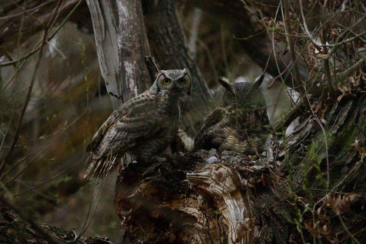 Great Horned Owl - ML643783644