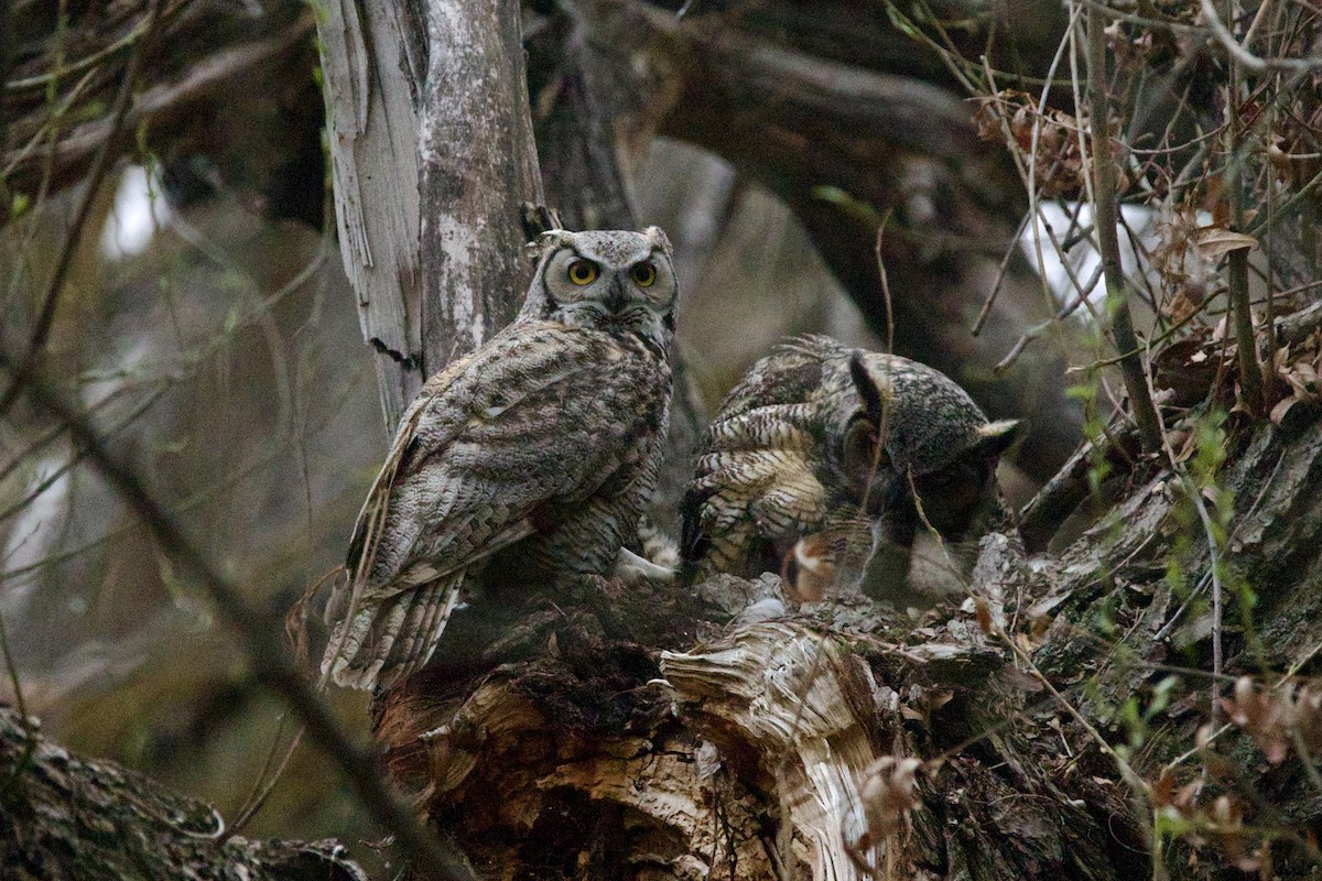 Great Horned Owl - ML643783645