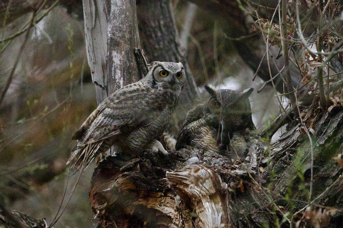 Great Horned Owl - ML643783646
