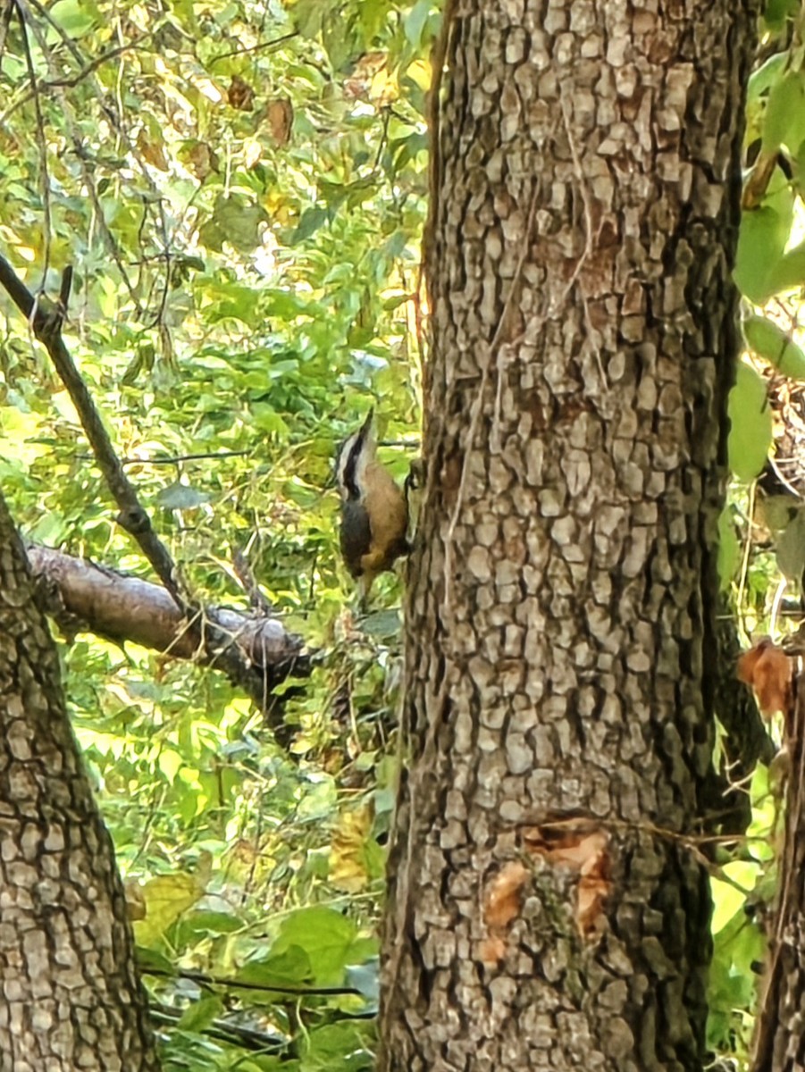 Red-breasted Nuthatch - ML643783647