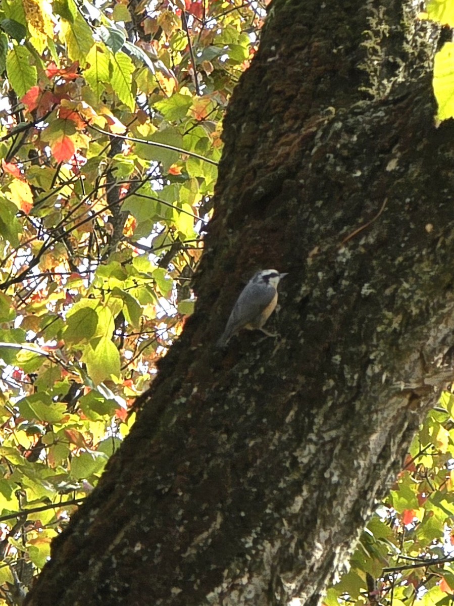 Red-breasted Nuthatch - ML643783655