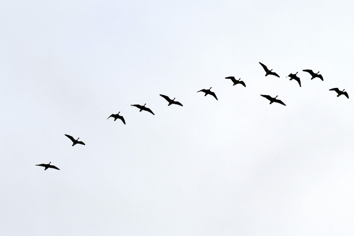 Cackling Goose - ML643783657