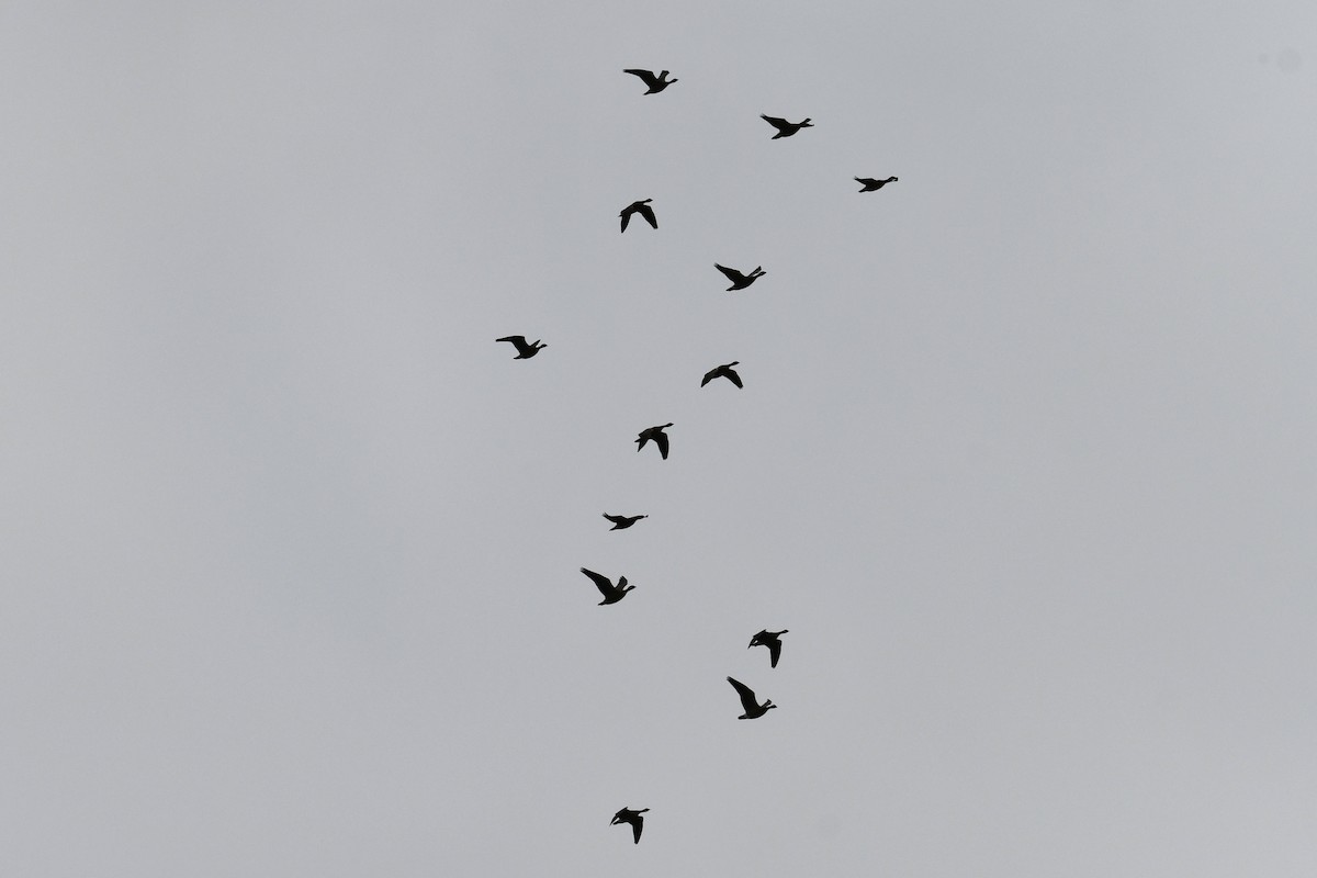 Cackling Goose - ML643783658