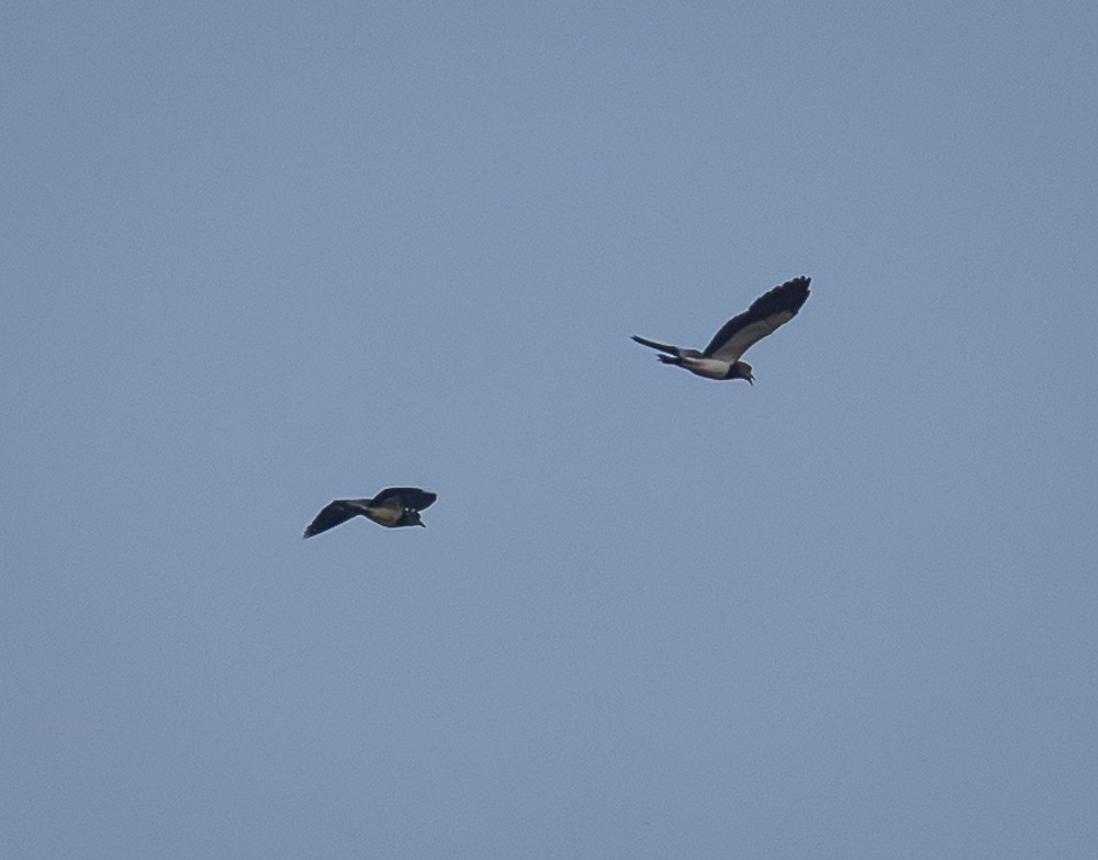 Southern Lapwing - ML643783659