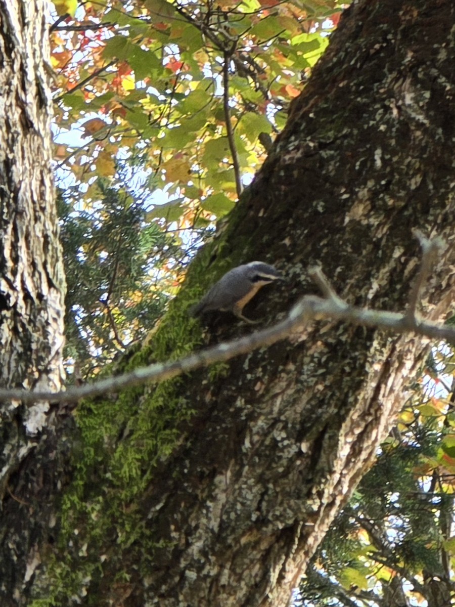 Red-breasted Nuthatch - ML643783660