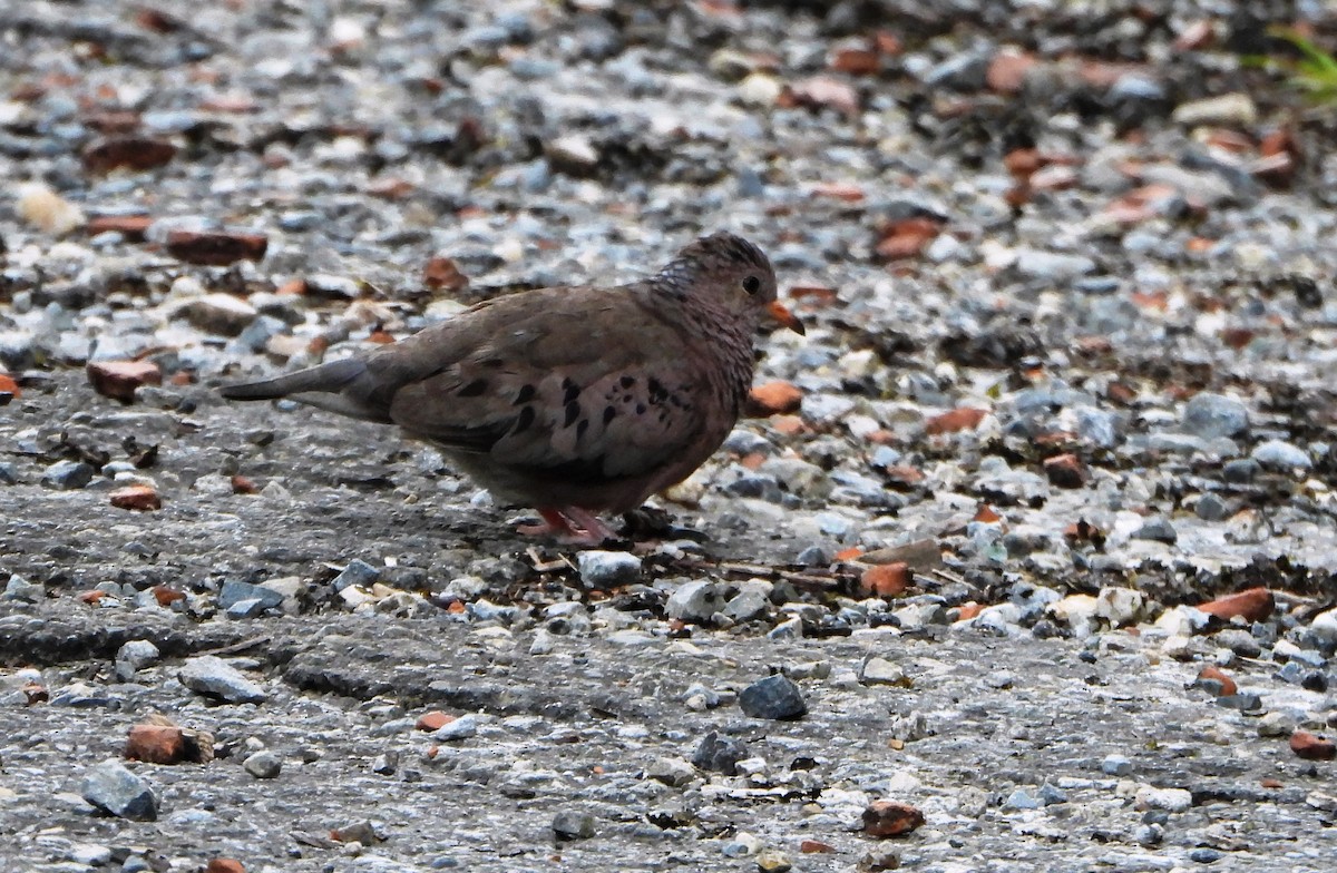 Common Ground Dove - ML643783661