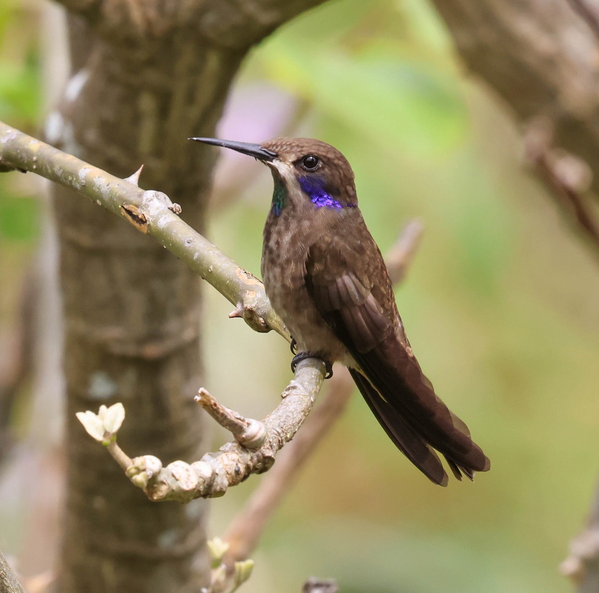 Brown Violetear - ML643783662