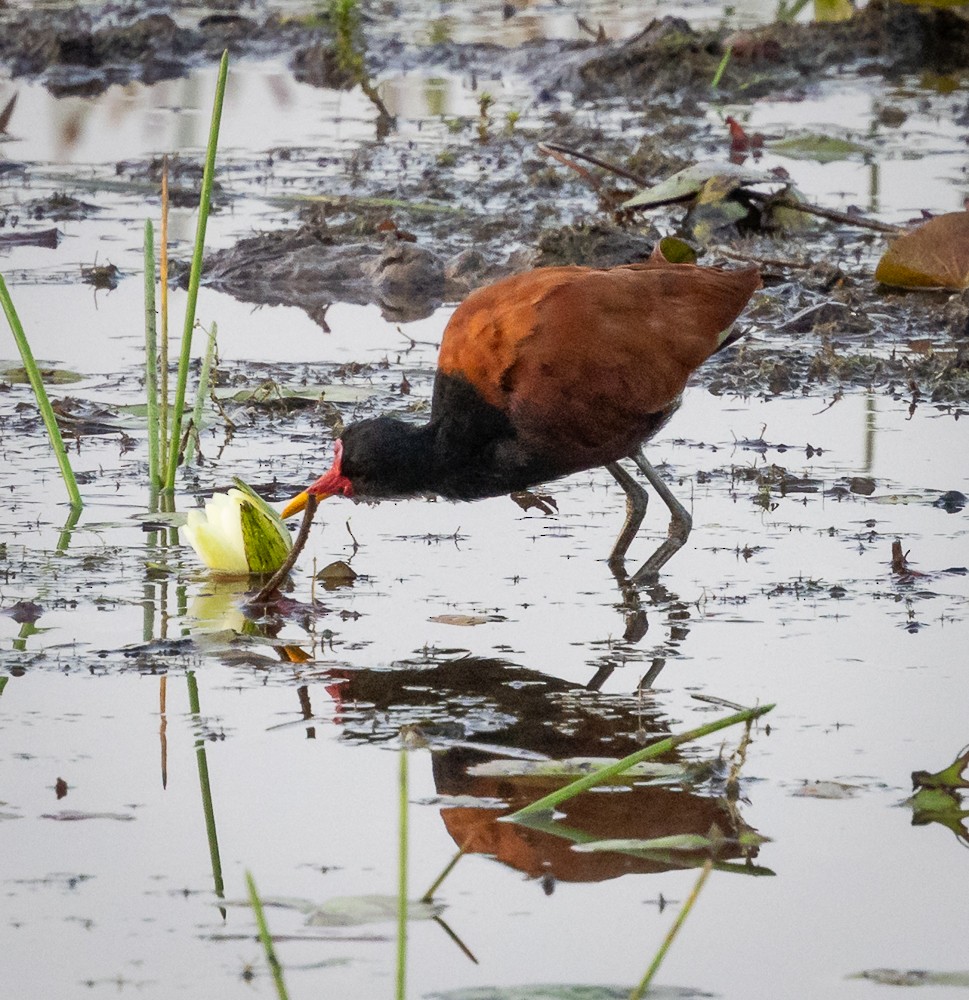 Wattled Jacana - ML643783663