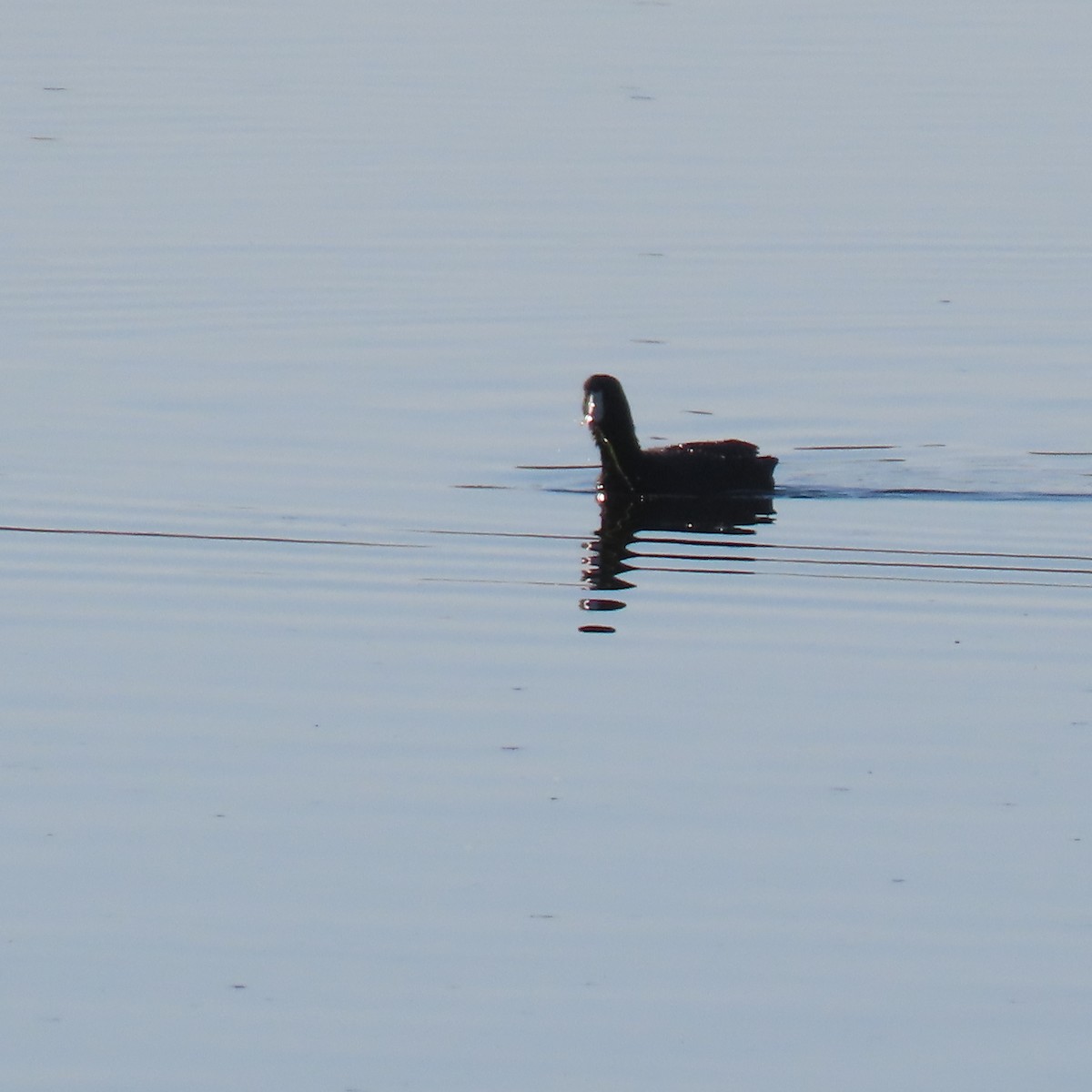 American Coot - ML643783664