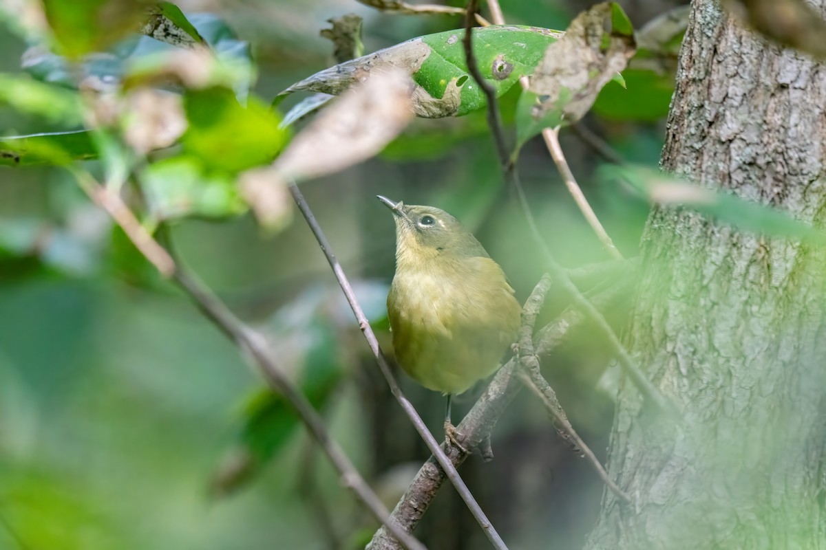 Black-throated Blue Warbler - ML643783665