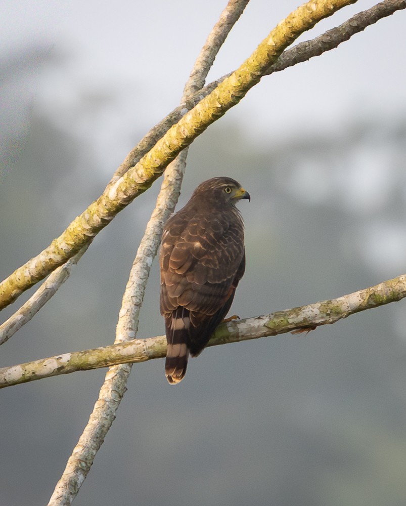 Roadside Hawk - ML643783672