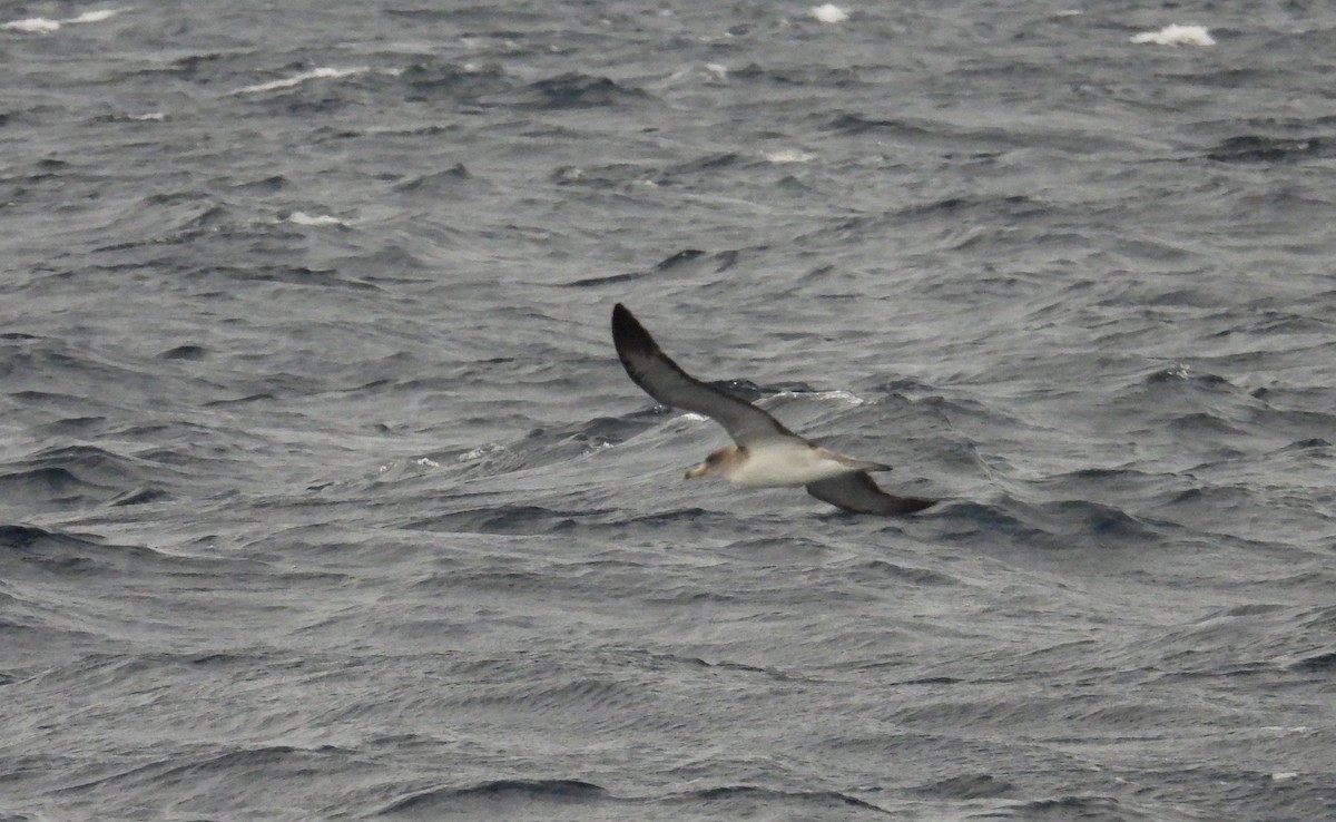 Cory's/Scopoli's Shearwater - ML643783673