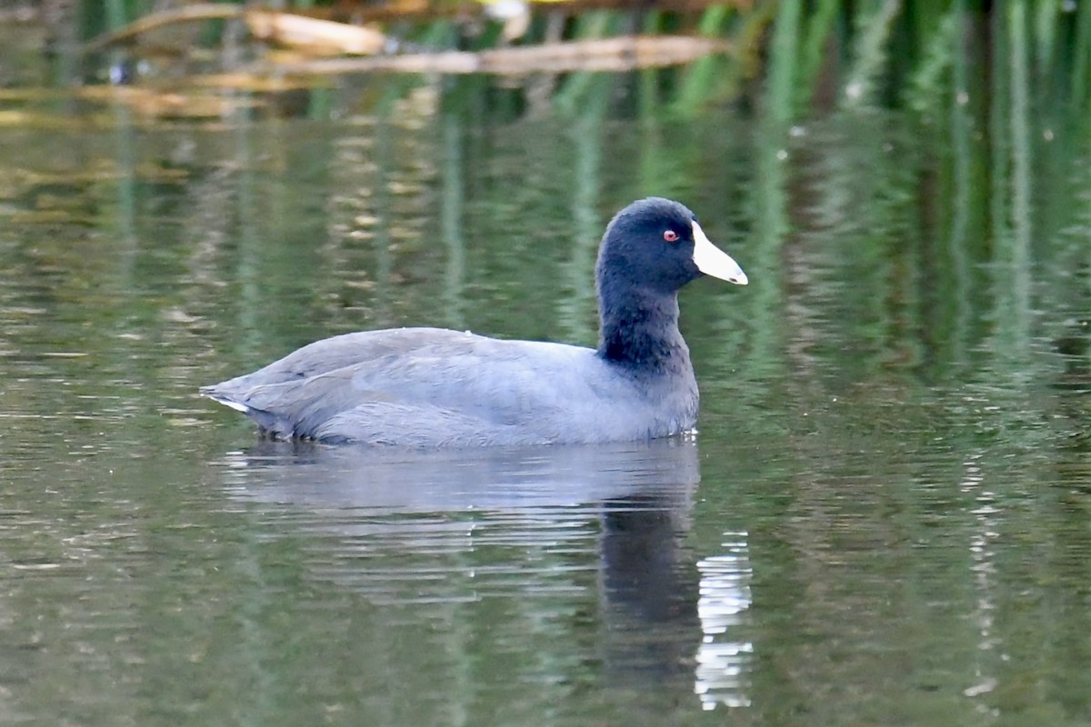 American Coot (Red-shielded) - ML643783674