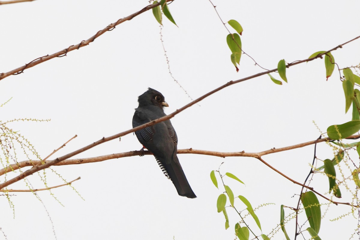 Blue-crowned Trogon - ML643783678