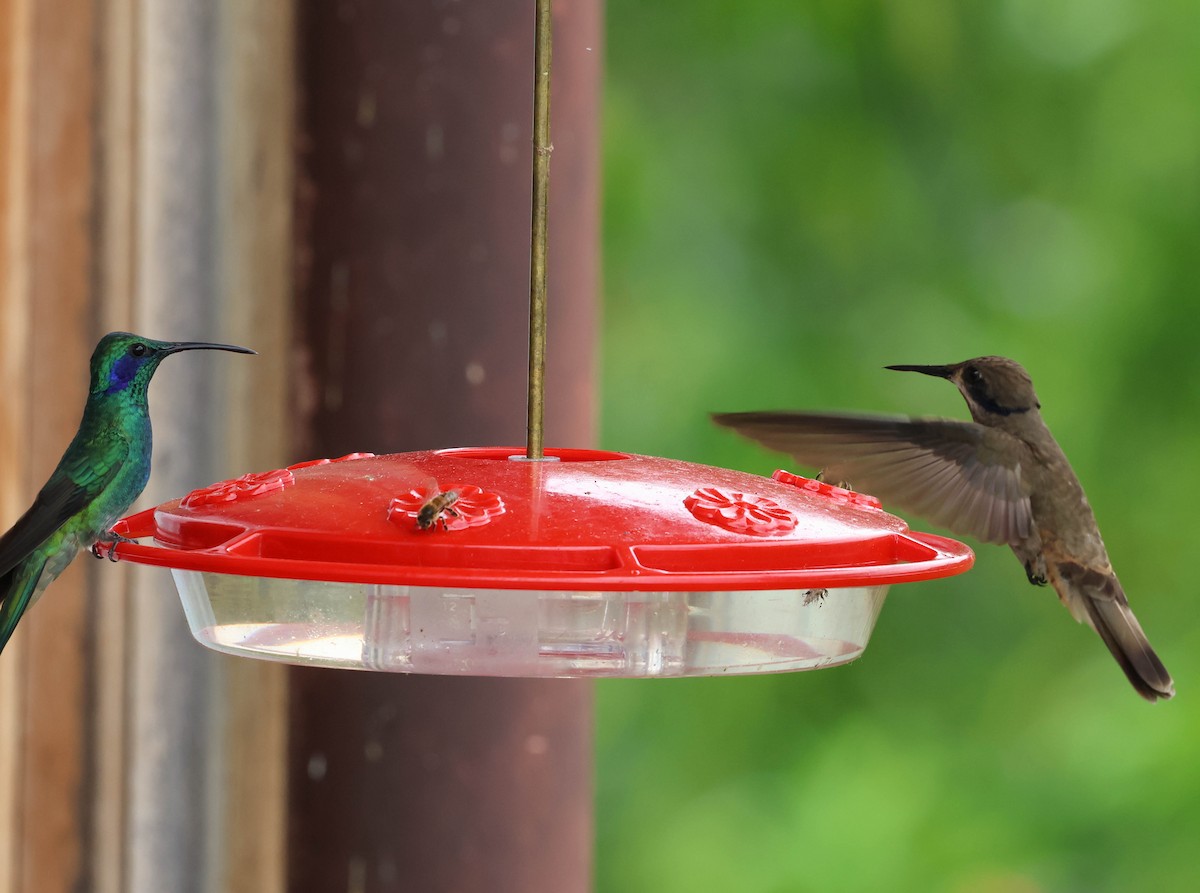 Brown Violetear - ML643783683