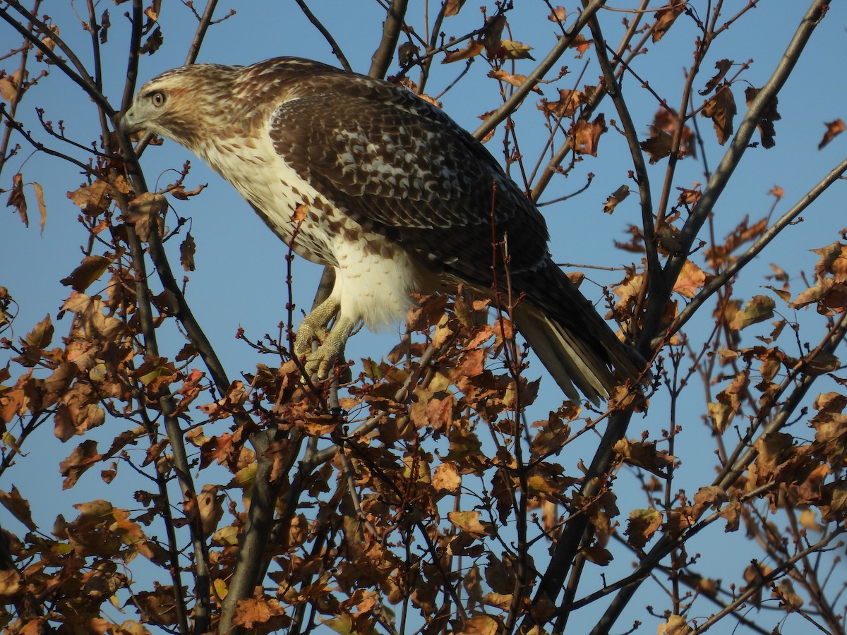 Red-tailed Hawk - ML643783684