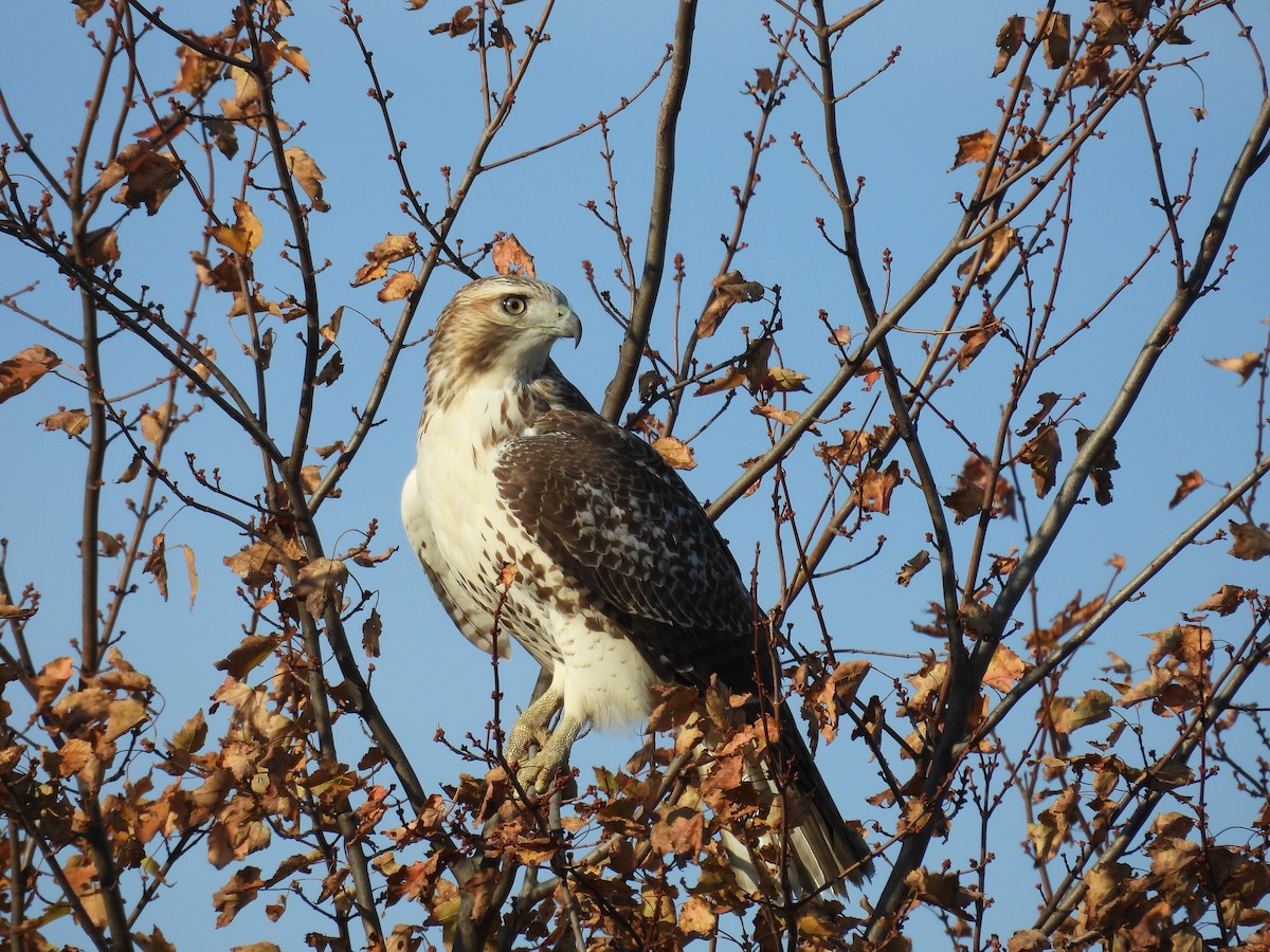 Red-tailed Hawk - ML643783685