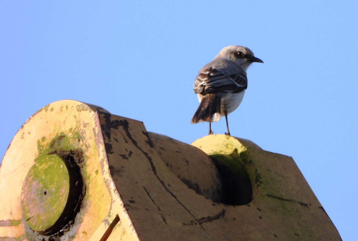 Tropical Mockingbird - ML643783686