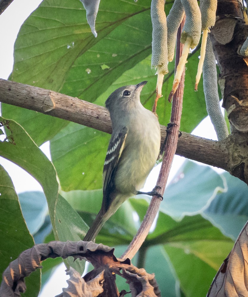 Yellow-bellied Elaenia - ML643783693