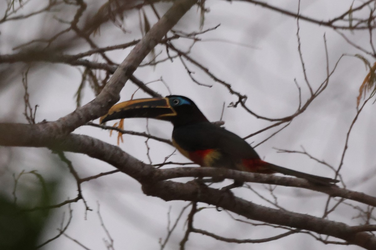 Chestnut-eared Aracari - ML643783699