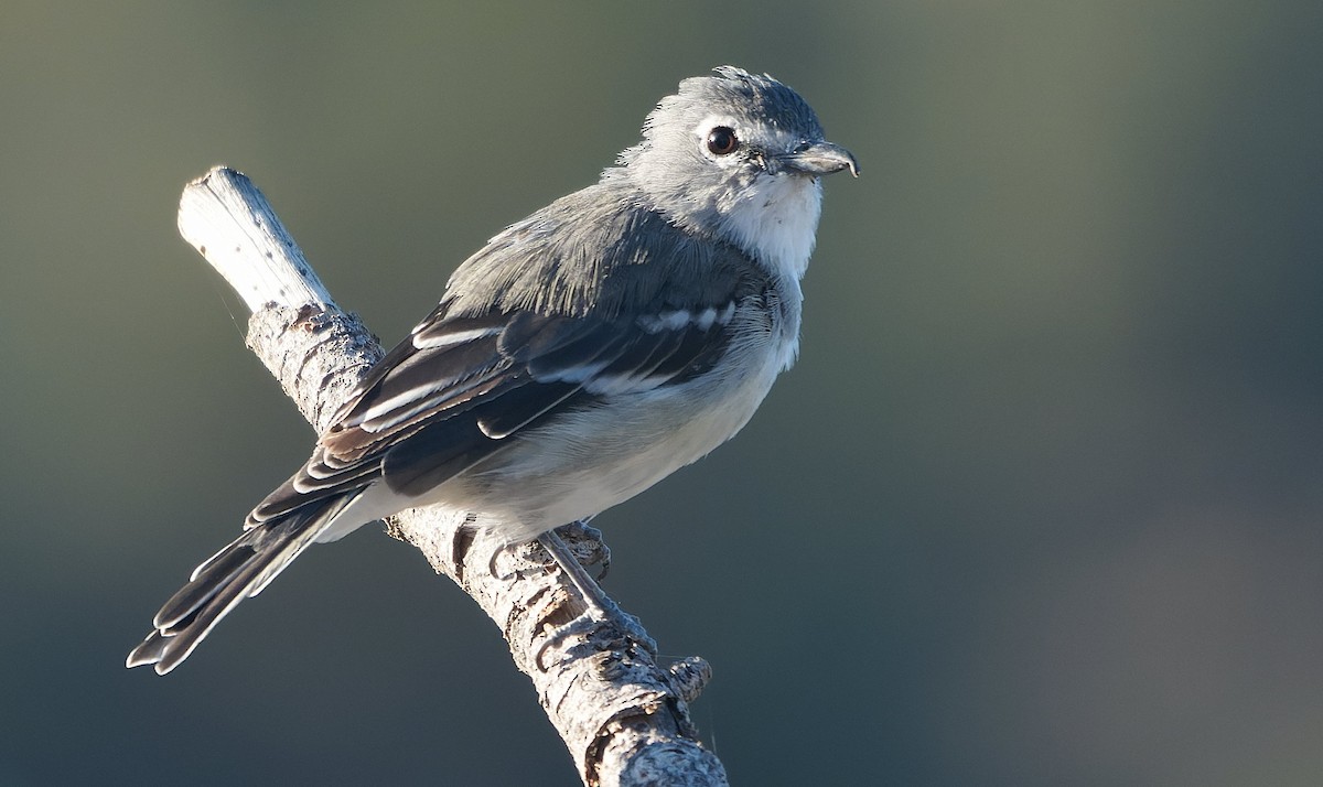 Plumbeous Vireo - ML643783701