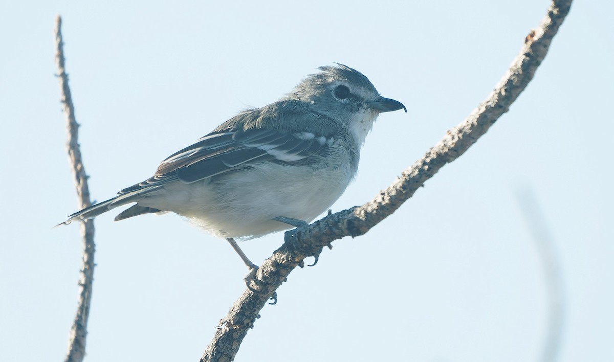 Plumbeous Vireo - ML643783702