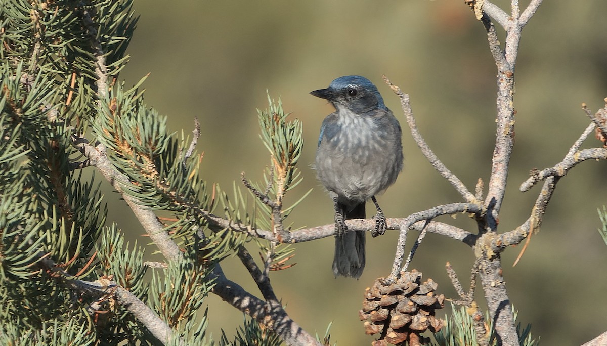 Woodhouse's Scrub-Jay - ML643783707