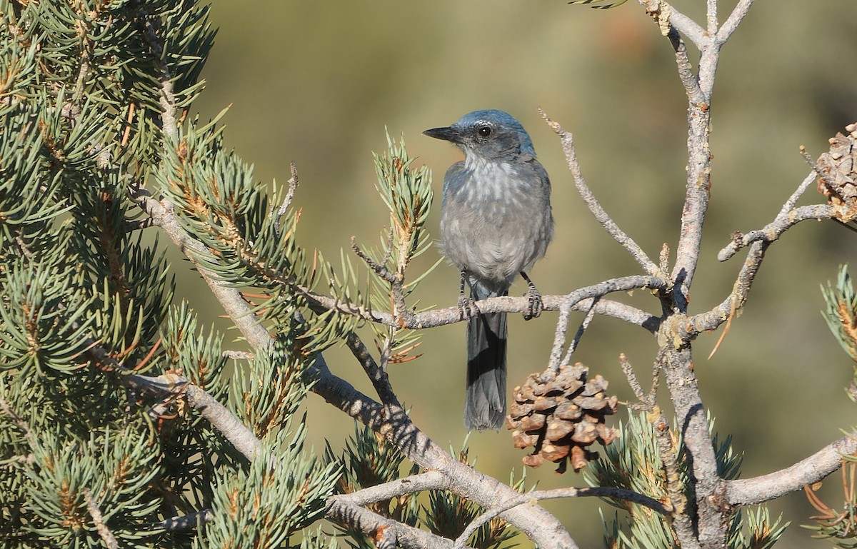 Woodhouse's Scrub-Jay - ML643783708
