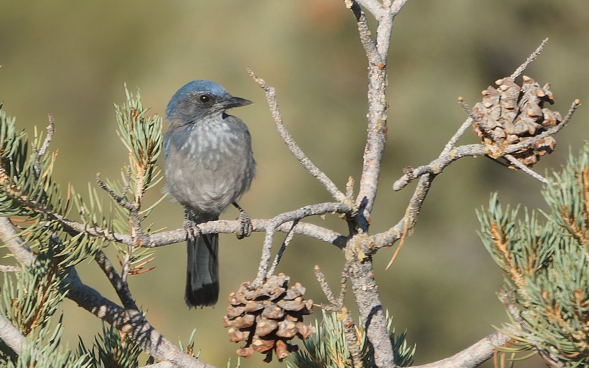 Woodhouse's Scrub-Jay - ML643783709