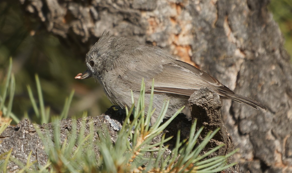 Juniper Titmouse - ML643783717