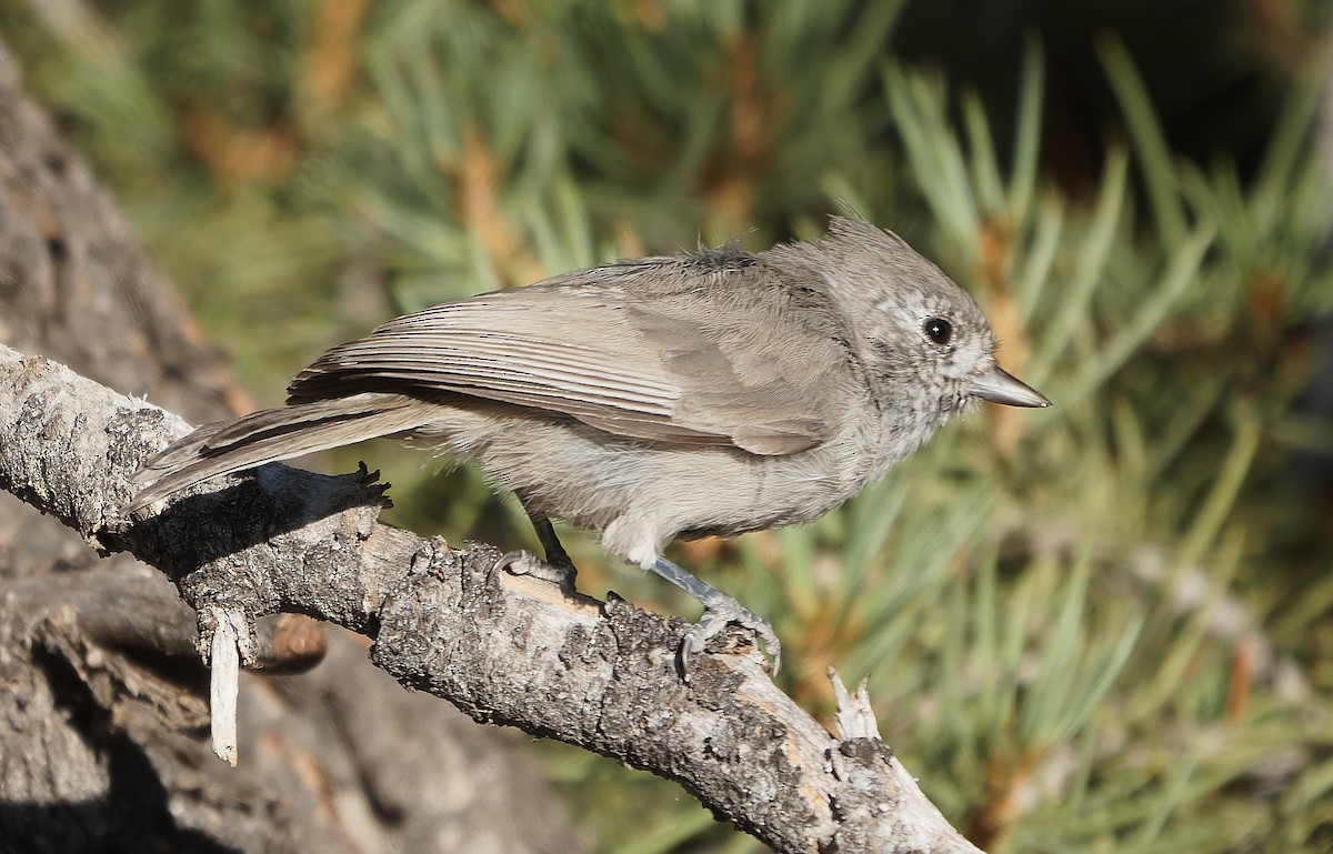Juniper Titmouse - ML643783718