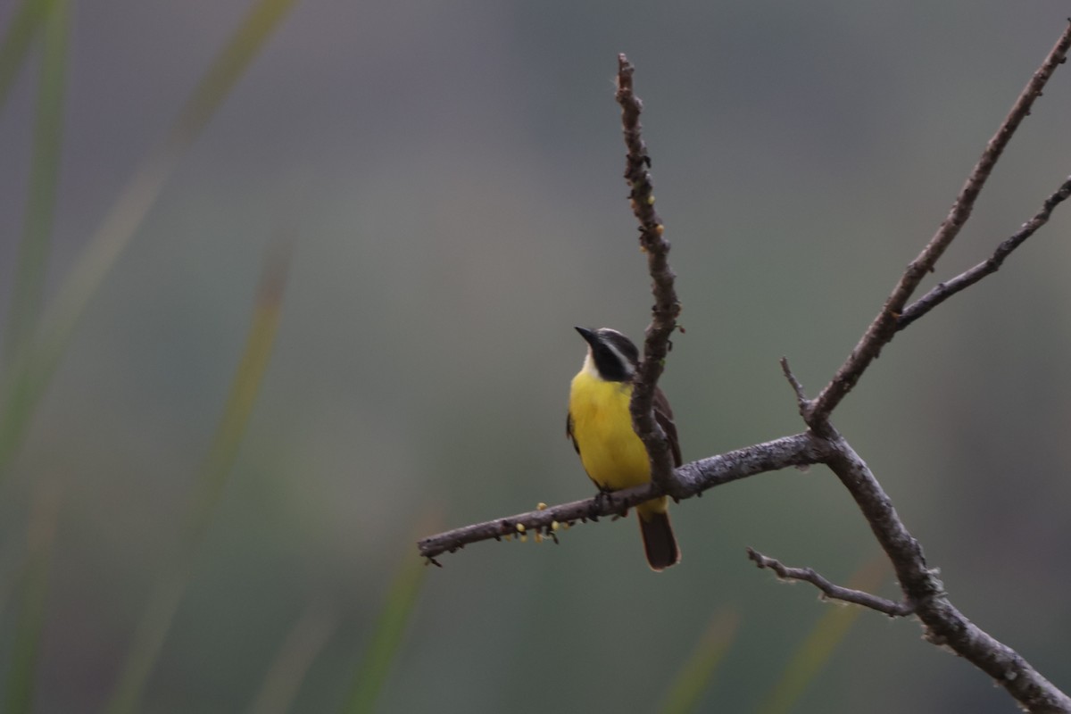 Social Flycatcher - ML643783731